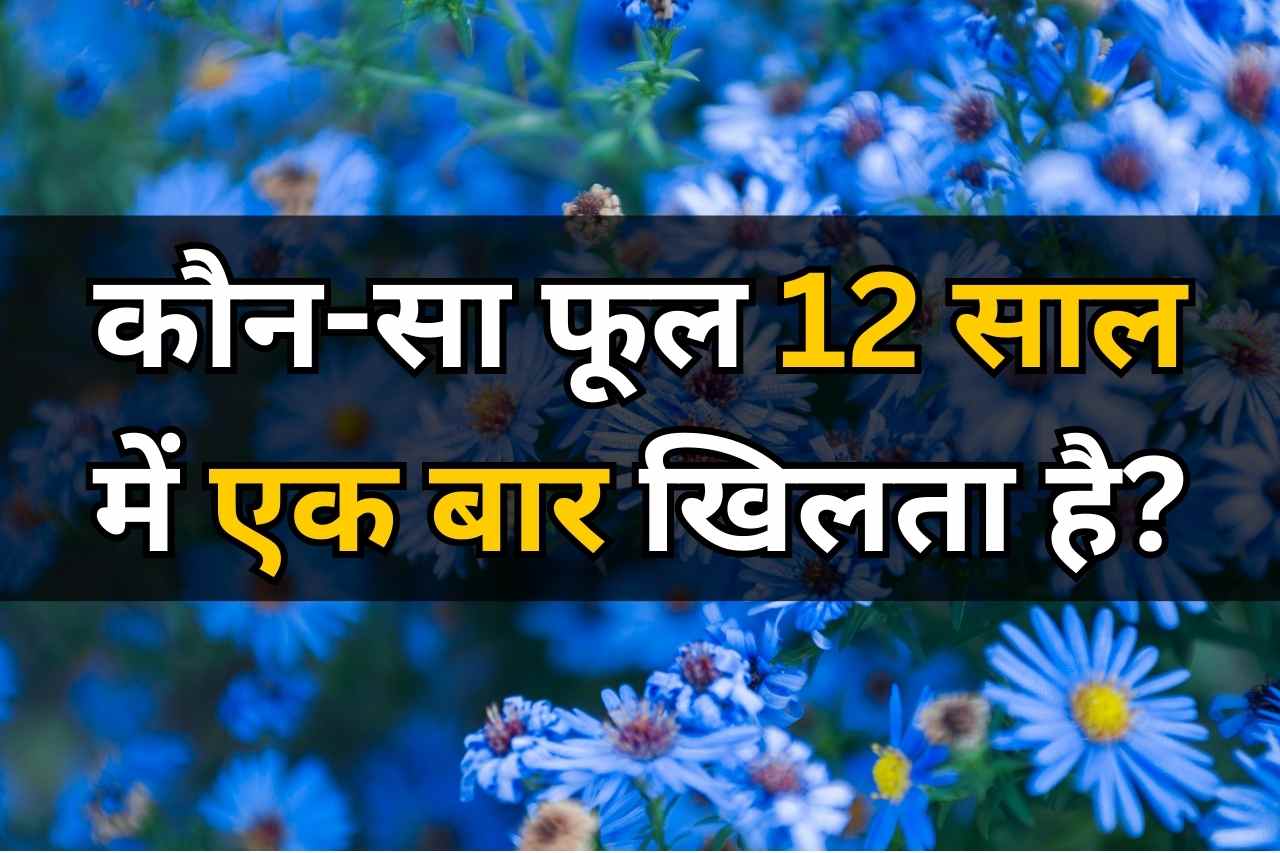 GK Quiz: कौन-सा फूल 12 साल में एक बार खिलता है? भारत के केवल इस हिस्से में ही मिलता है ये फूल