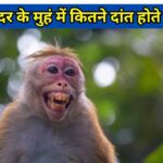 Quiz: बंदर के मुहं में कितने दांत होते हैं?
